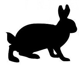 Lapin de garenne