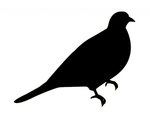 Pigeon biset, pigeon colombin