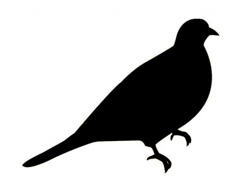 Pigeon ramier