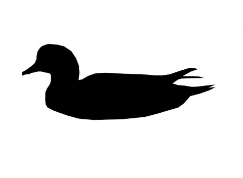 Canard siffleur