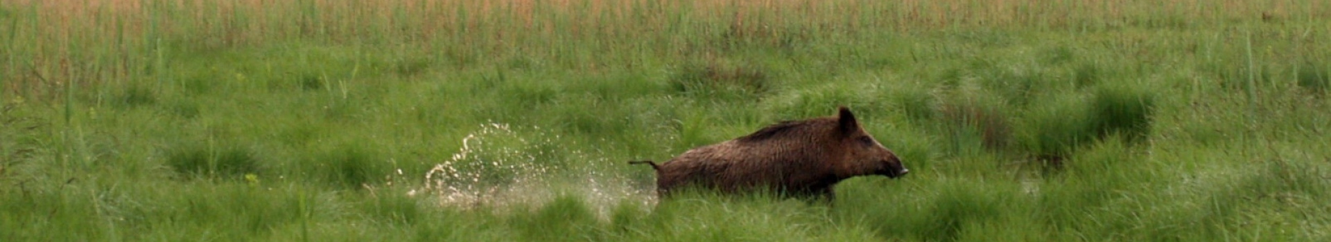Sanglier courant dans un marais