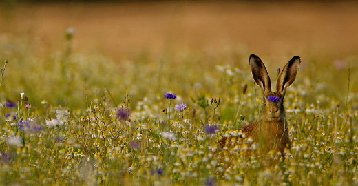 faune sauvage