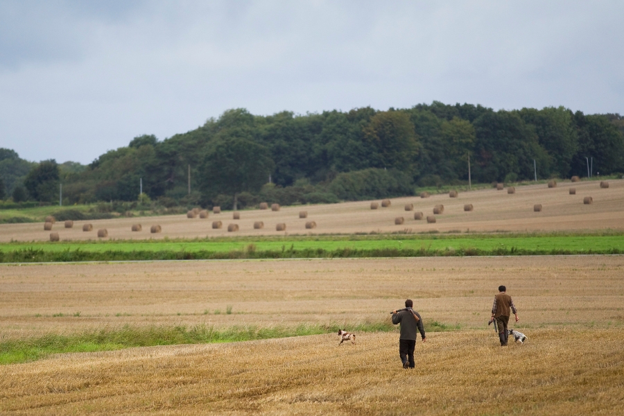 Chasseurs avec chiens