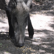 Sanglier mangeant du maïs